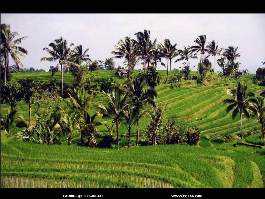 fonds d cran Bali vue par Laurence Krattinger - Fonds d'cran de Bali - de Laurence Krattinger