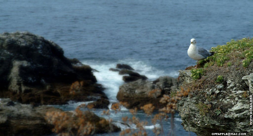 fonds d cran Bretagne - ile de Belle ile - de Christophe