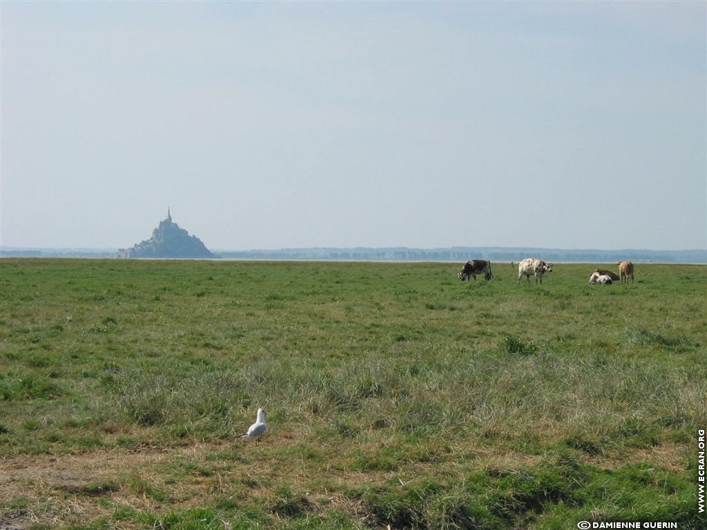 fonds d cran Bretagne Ile et Vilaine Saint Malo Cancale - de Damienne Guerin