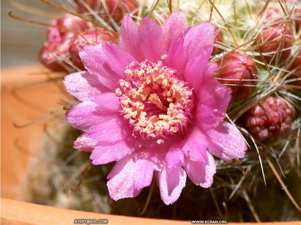 fonds d cran Tof  roi des photos de fleurs de cactus - de Tof