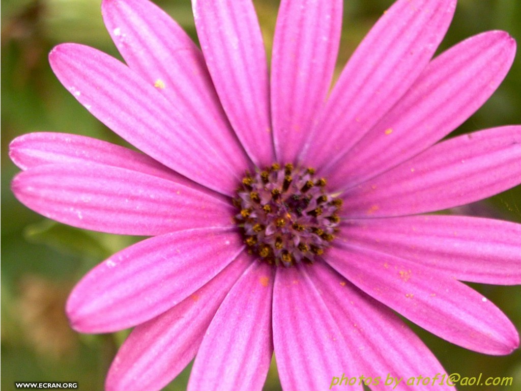 fonds d cran Tof  roi des photos de fleurs de cactus - de Tof