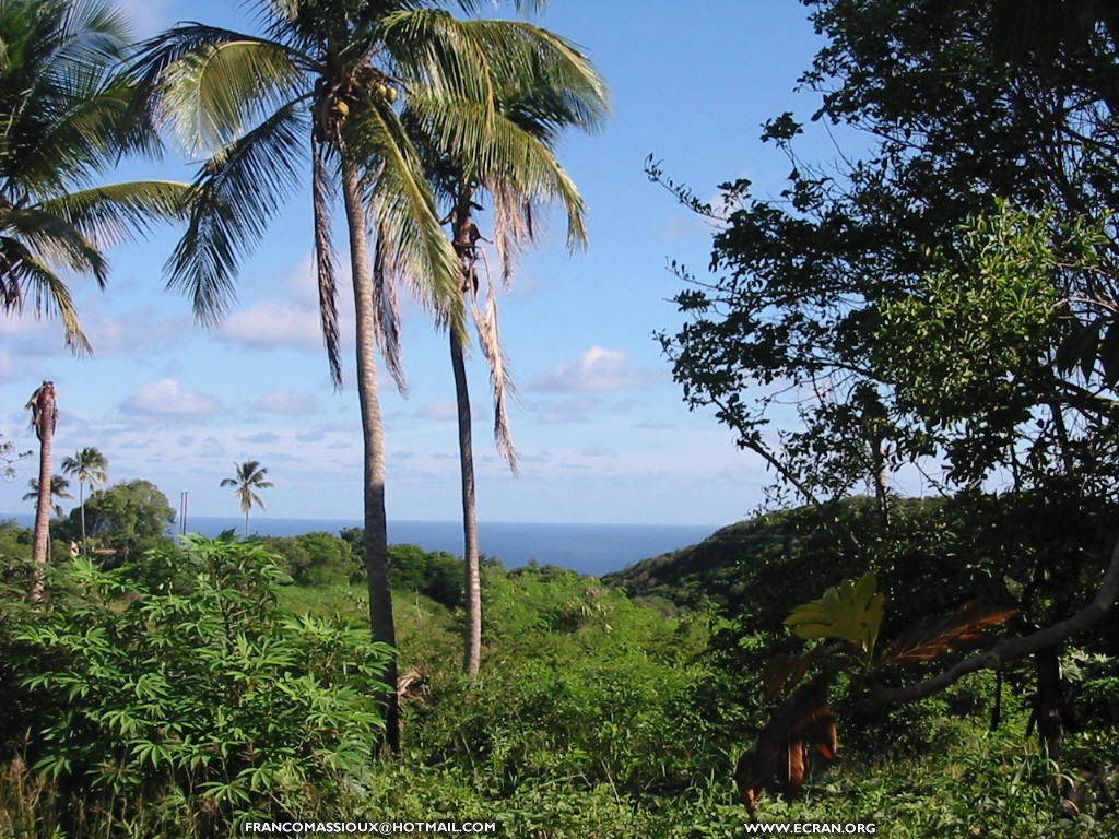 fonds d cran La Guadeloupe - Anse Laborte - Ansoise - Basse Terre - par Franco Massioux - de Franco Massioux