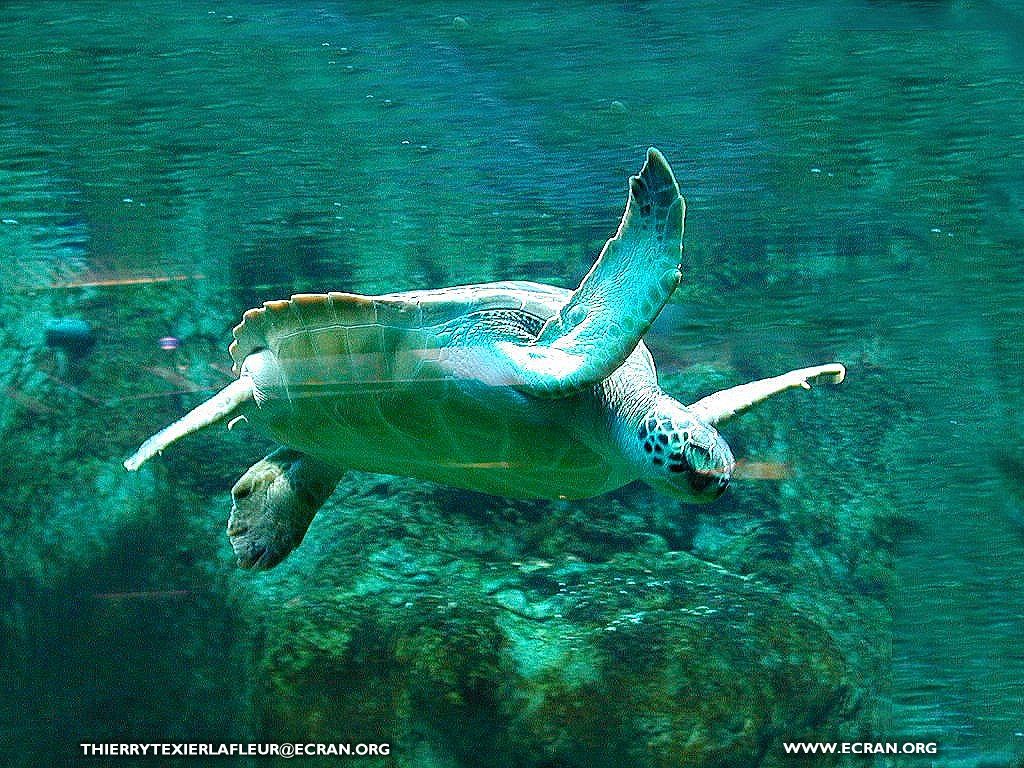 fonds d cran Loire-Atlantique Le Croisic Aquarium du Croisic Poisson en fond cran - de Thierry Texier Lafleur