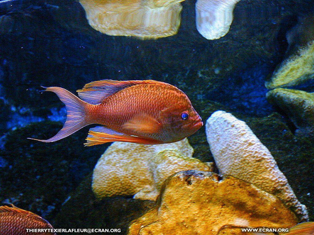 fonds d cran Loire-Atlantique Le Croisic Aquarium du Croisic Poisson en fond cran - de Thierry Texier Lafleur