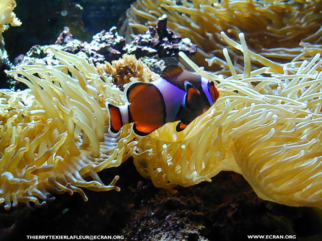 fonds d cran Loire-Atlantique Le Croisic Aquarium du Croisic Poisson en fond cran - de Thierry Texier Lafleur