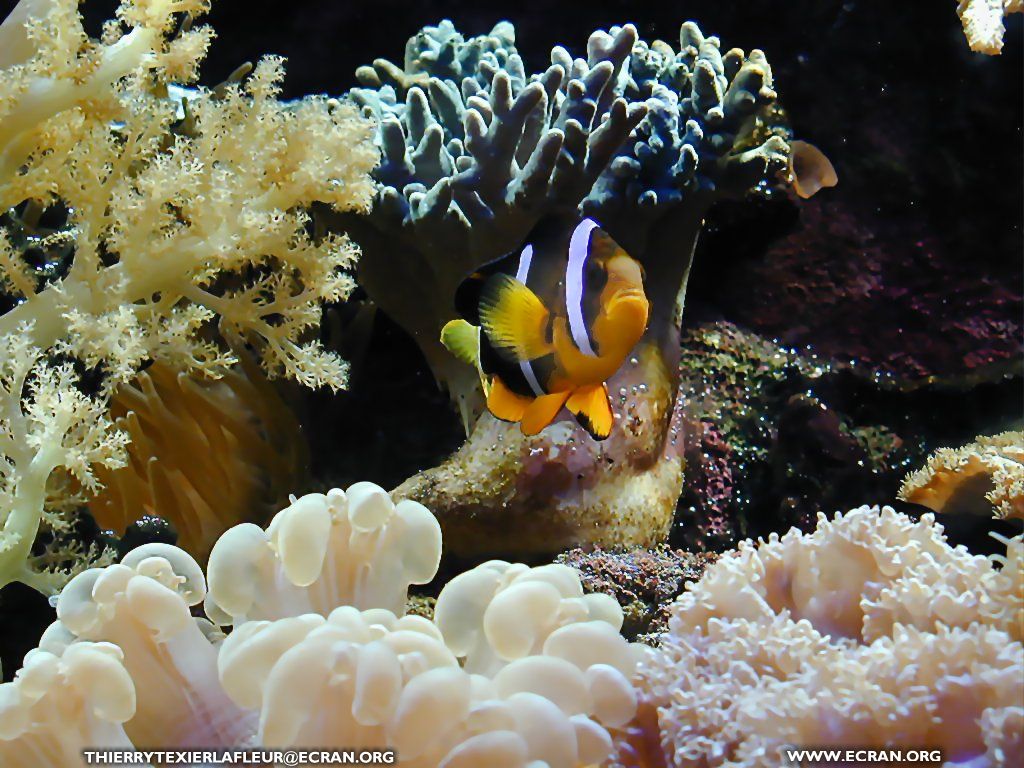 fonds d cran Loire-Atlantique Le Croisic Aquarium du Croisic Poisson en fond cran - de Thierry Texier Lafleur