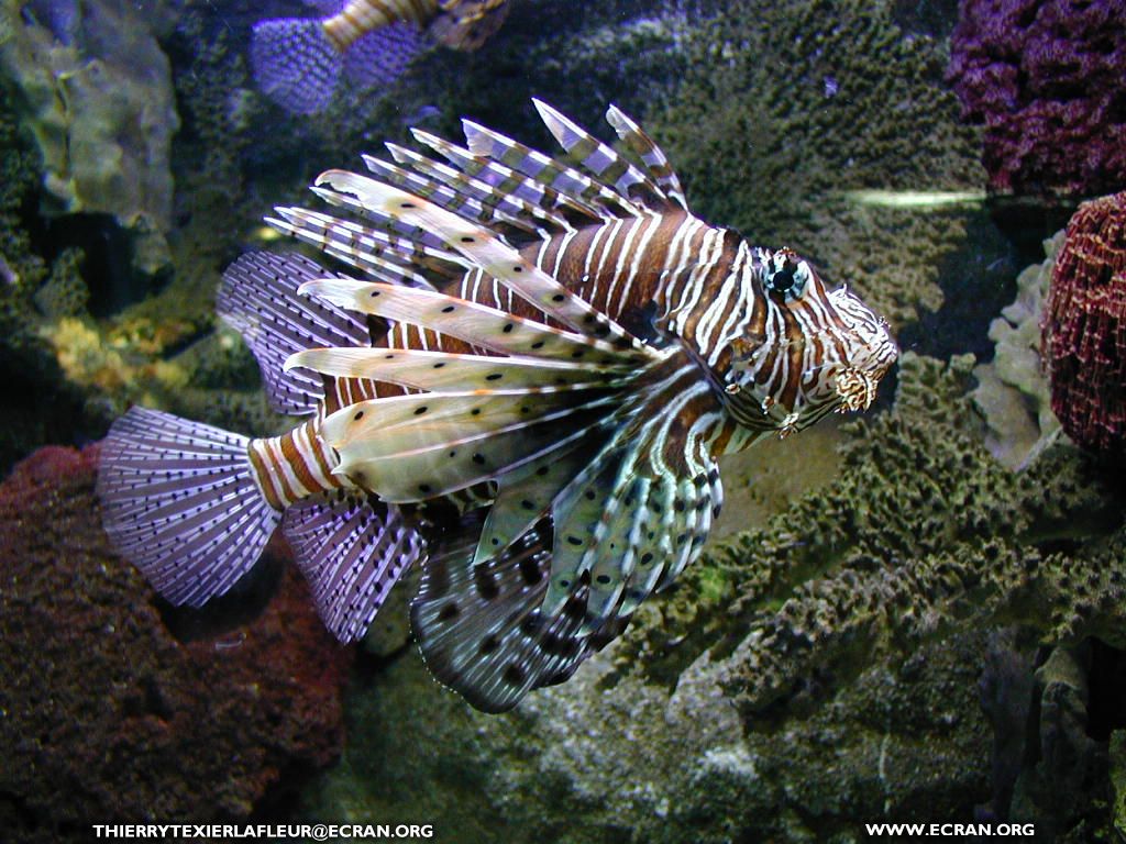 fonds d cran Loire-Atlantique Le Croisic Aquarium du Croisic Poisson en fond cran - de Thierry Texier Lafleur