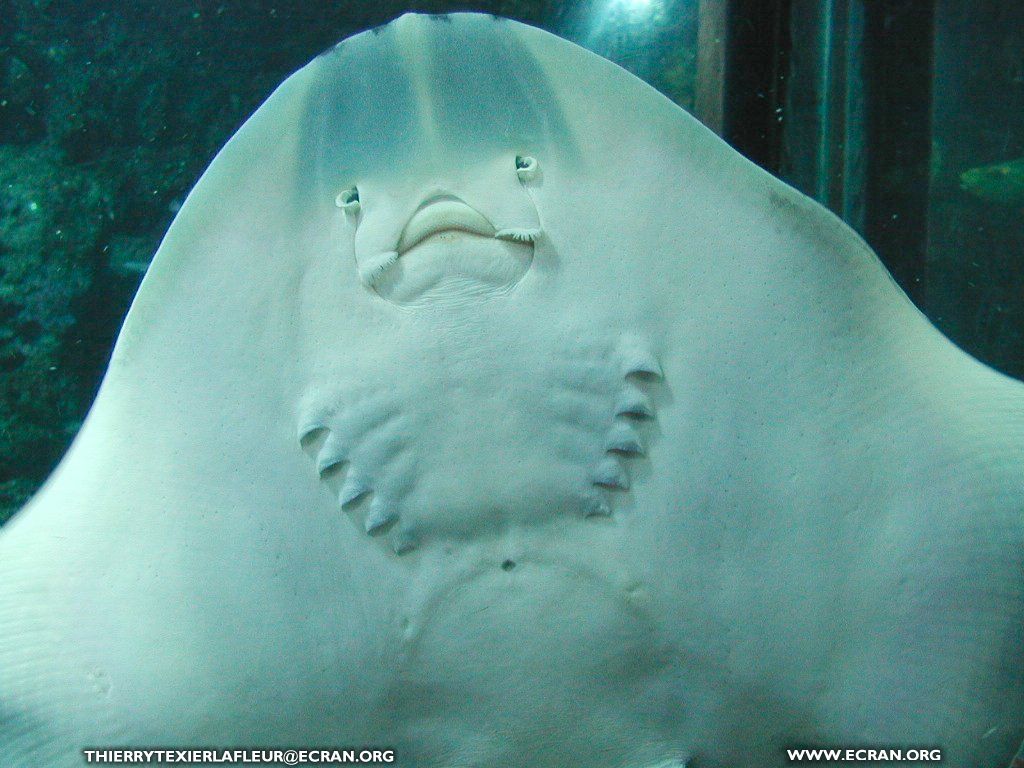 fonds d cran Loire-Atlantique Le Croisic Aquarium du Croisic Poisson en fond cran - de Thierry Texier Lafleur