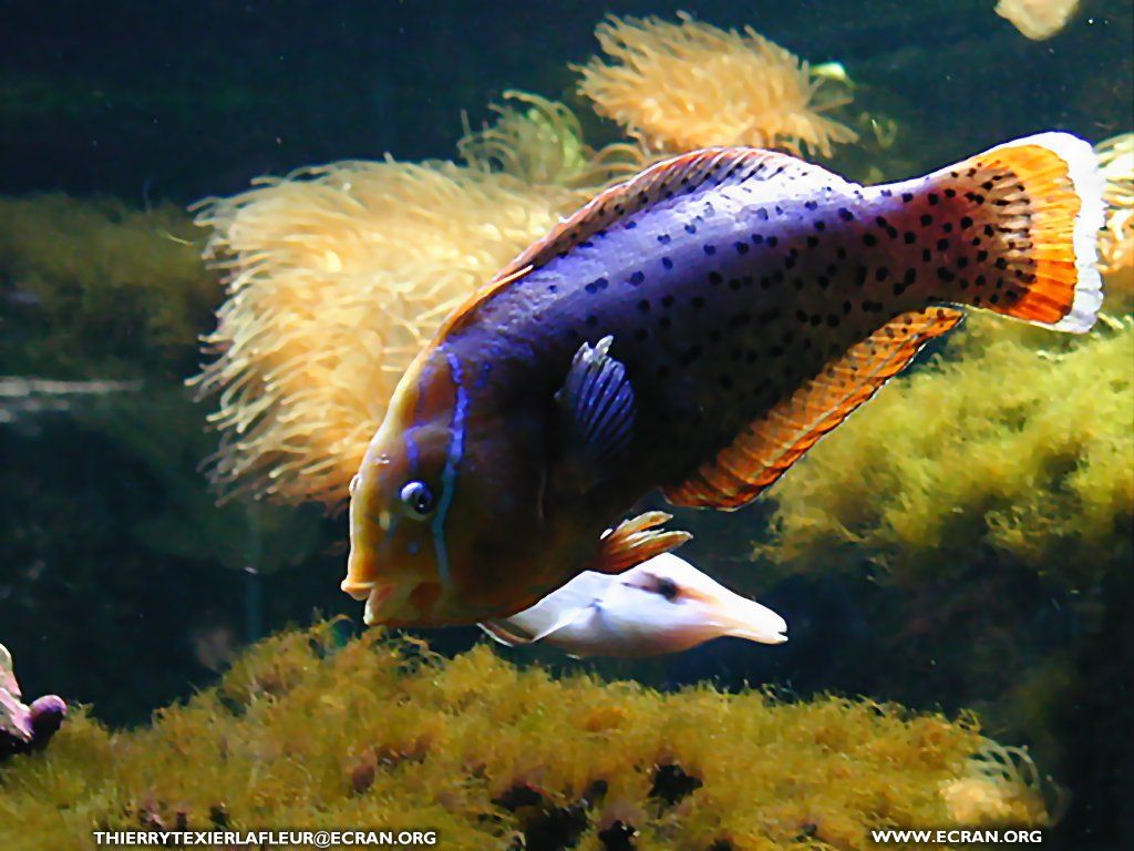 fonds d cran Loire-Atlantique Le Croisic Aquarium du Croisic Poisson en fond cran - de Thierry Texier Lafleur