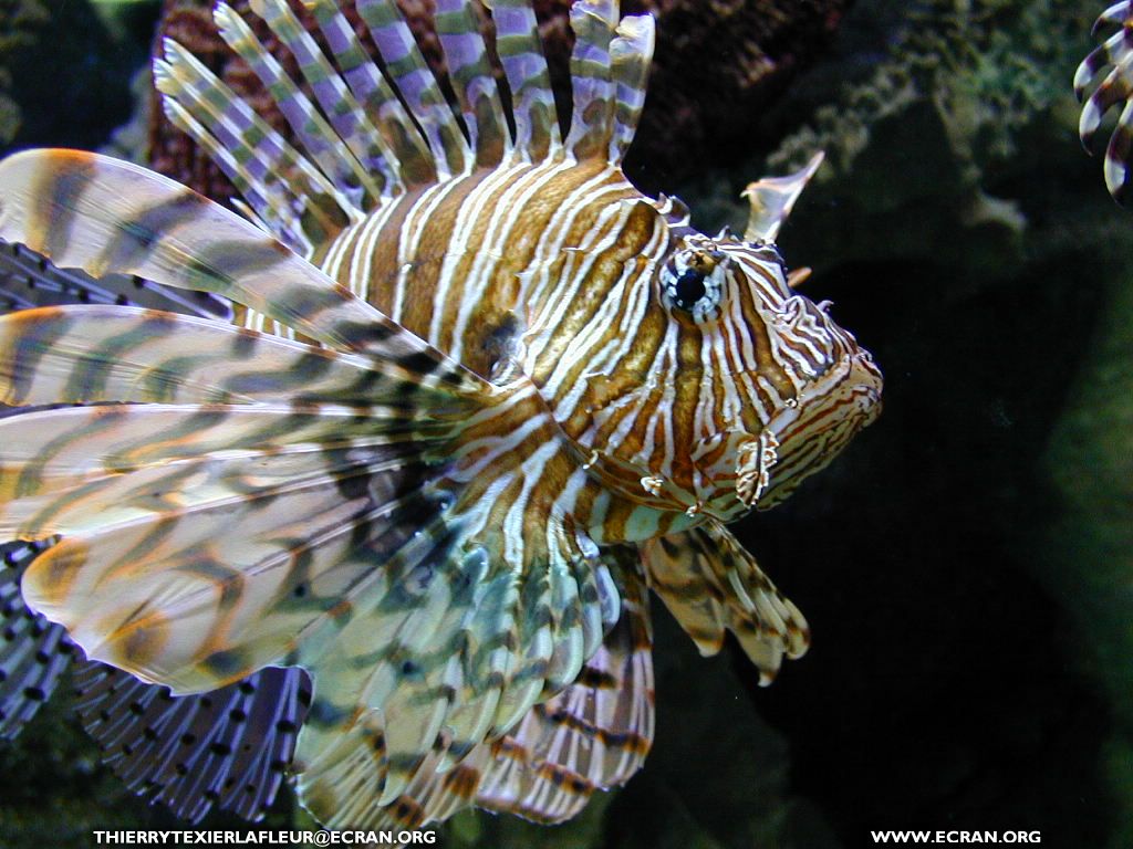 fonds d cran Loire-Atlantique Le Croisic Aquarium du Croisic Poisson en fond cran - de Thierry Texier Lafleur