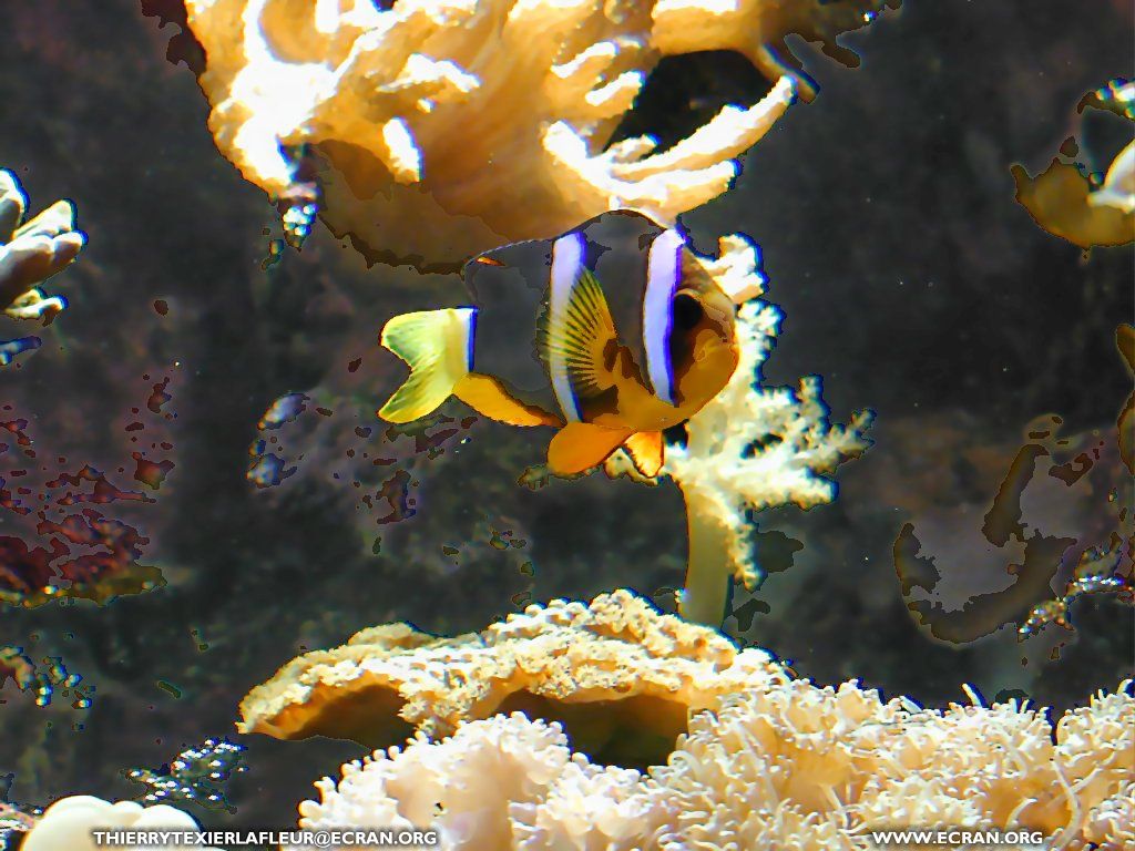 fonds d cran Loire-Atlantique Le Croisic Aquarium du Croisic Poisson en fond cran - de Thierry Texier Lafleur