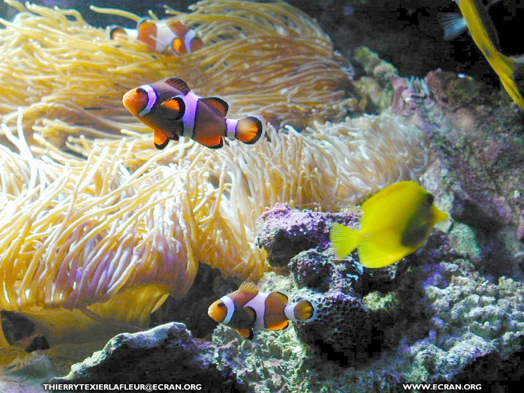 fonds d cran Loire-Atlantique Le Croisic Aquarium du Croisic Poisson en fond cran - de Thierry Texier Lafleur