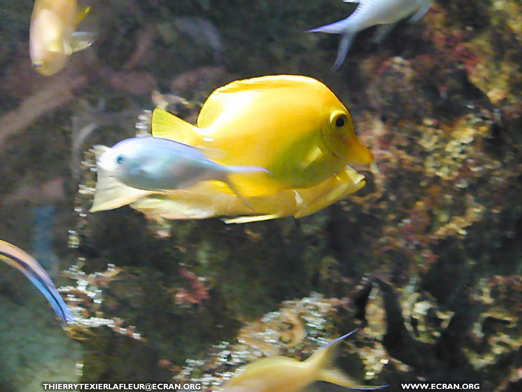 fonds d cran Loire-Atlantique Le Croisic Aquarium du Croisic Poisson en fond cran - de Thierry Texier Lafleur