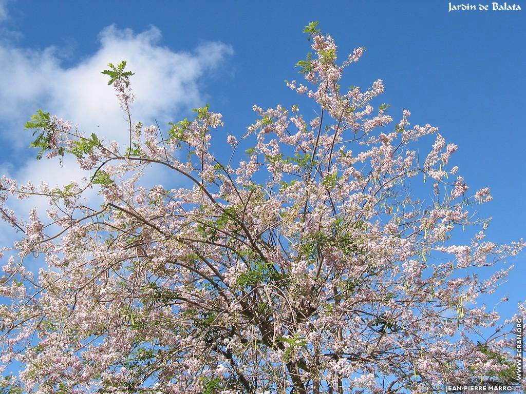 fonds d cran Antilles - Martinique - Fleurs - Photos de Jean-Pierre Marro - de Jean-Pierre Marro