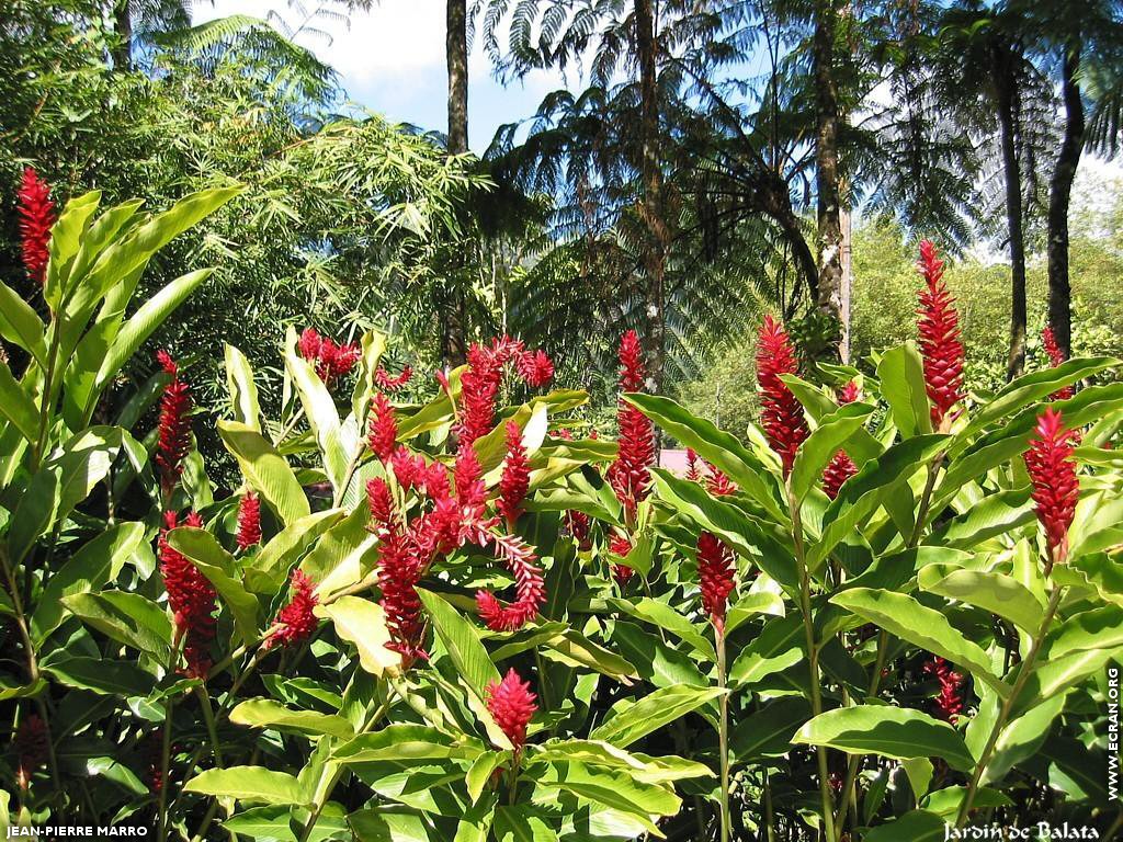 fonds d cran Antilles - Martinique - Fleurs - Photos de Jean-Pierre Marro - de Jean-Pierre Marro