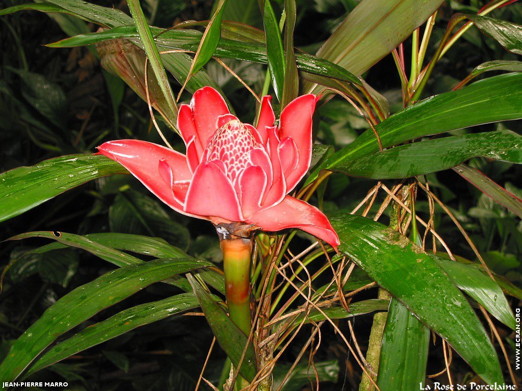 fonds d cran Antilles - Martinique - Fleurs - Photos de Jean-Pierre Marro - de Jean-Pierre Marro