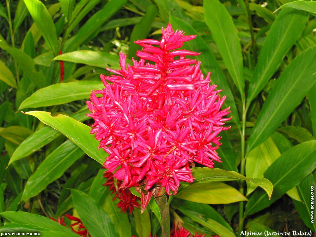 fonds d cran Antilles - Martinique - Fleurs - Photos de Jean-Pierre Marro - de Jean-Pierre Marro