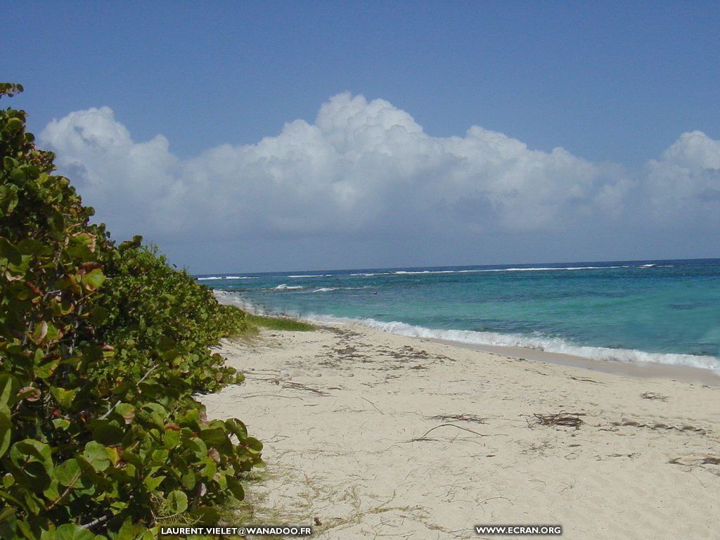 fonds d cran Martinique - de Laurent Vielet