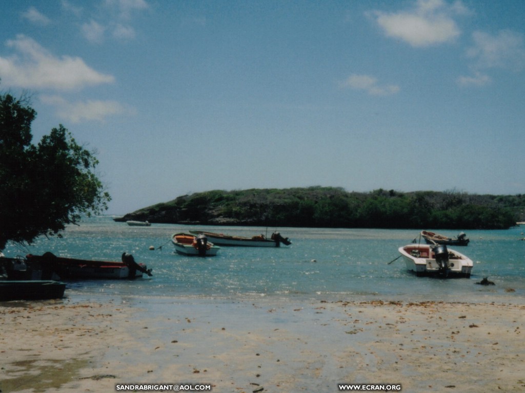 fonds d cran La martinique - les antilles - ste Luce - fleur & sable noir - de Sandra Brigant