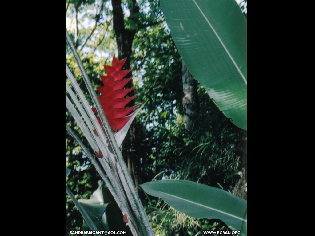 fonds d cran La martinique - les antilles - ste Luce - fleur & sable noir - de Sandra Brigant