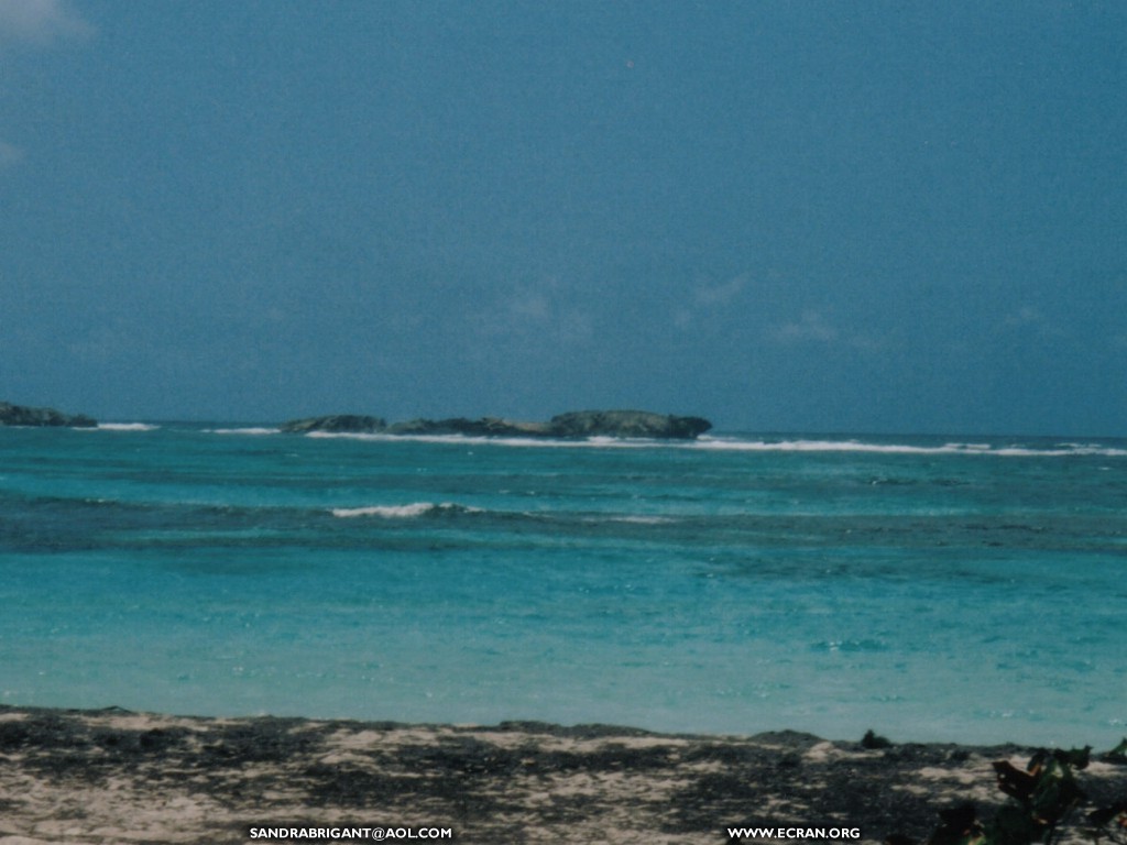 fonds d cran La martinique - les antilles - ste Luce - fleur & sable noir - de Sandra Brigant