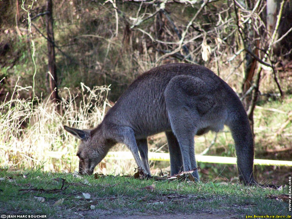 fonds d cran Oceanie - Australie - Sidney - de Jean Marc Boucher