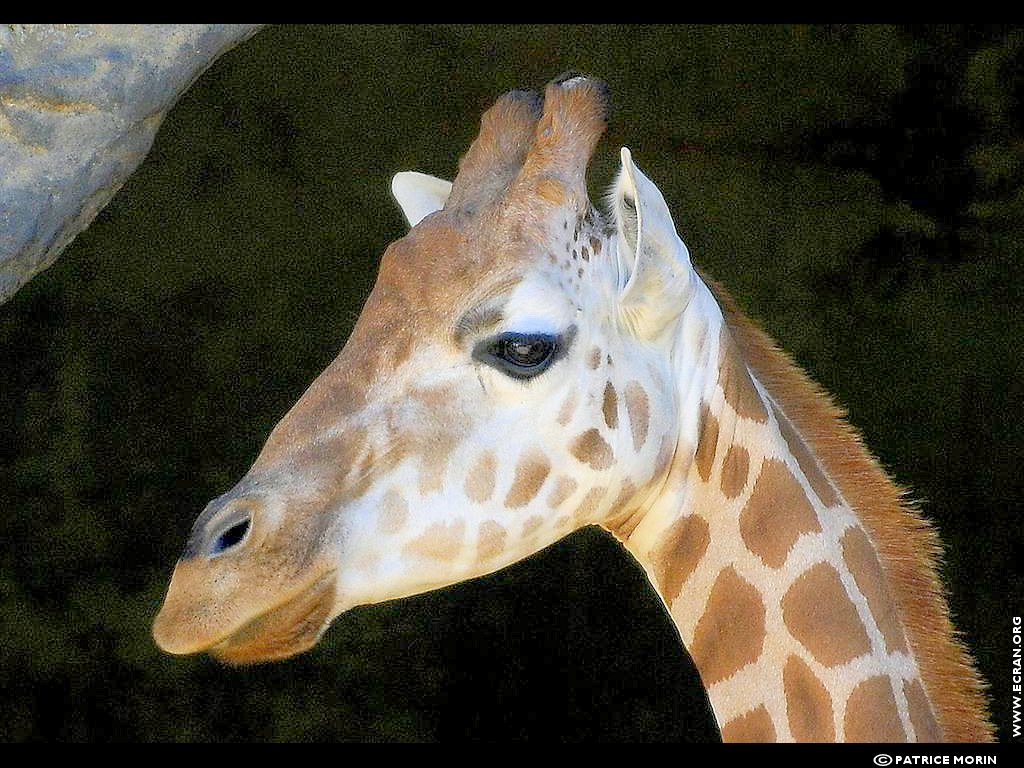 fonds d cran Oceanie - Nouvelle Caledonie - Animaux - de Patrice Morin