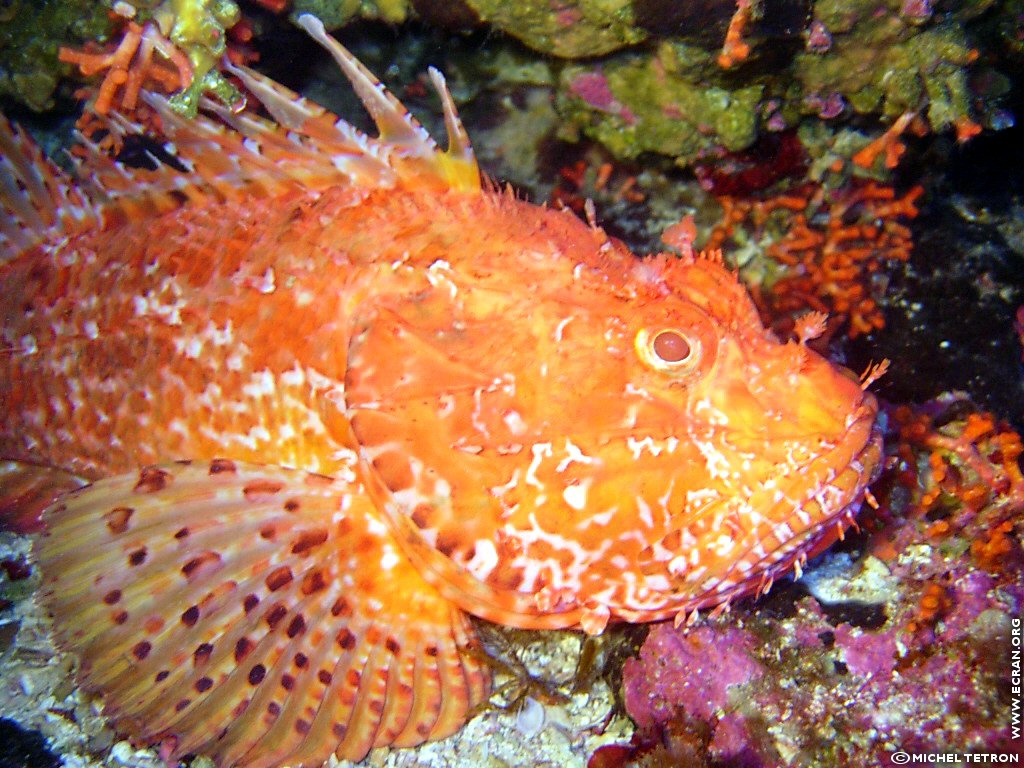 fonds d cran Plongee sous marine Espagne iles Baleares Ibiza - de Michel Tetron