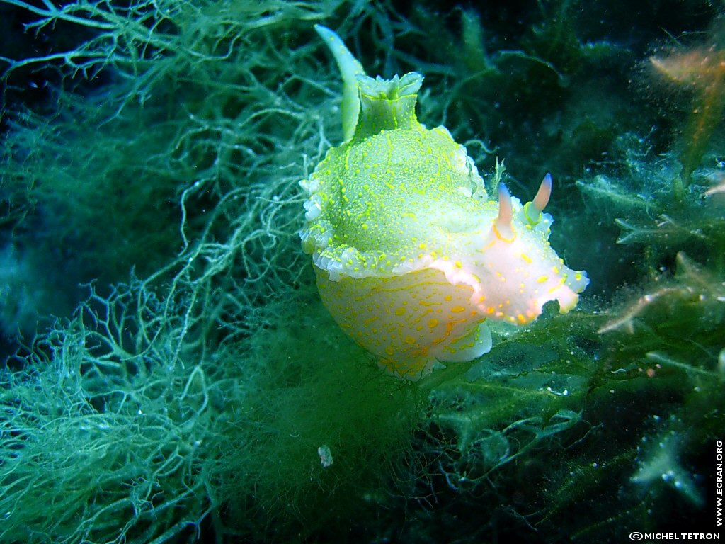 fonds d cran Plongee sous marine Espagne iles Baleares Ibiza - de Michel Tetron