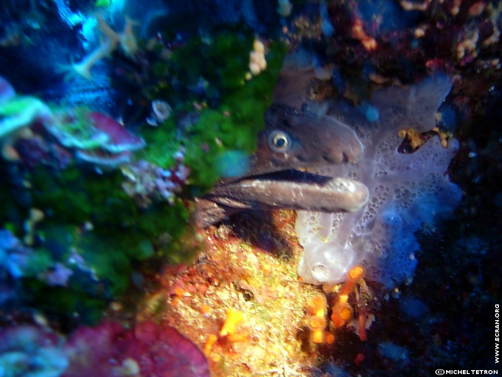 fonds d cran Plongee sous marine Espagne iles Baleares Ibiza - de Michel Tetron