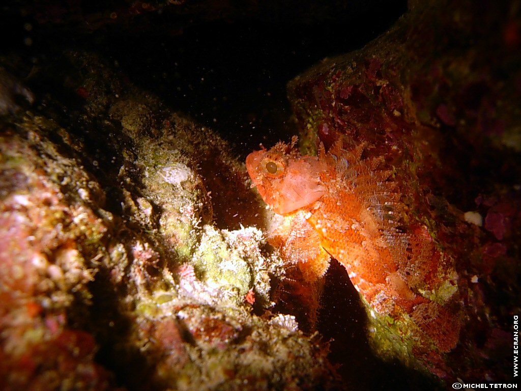 fonds d cran Plongee sous marine Espagne iles Baleares Ibiza - de Michel Tetron