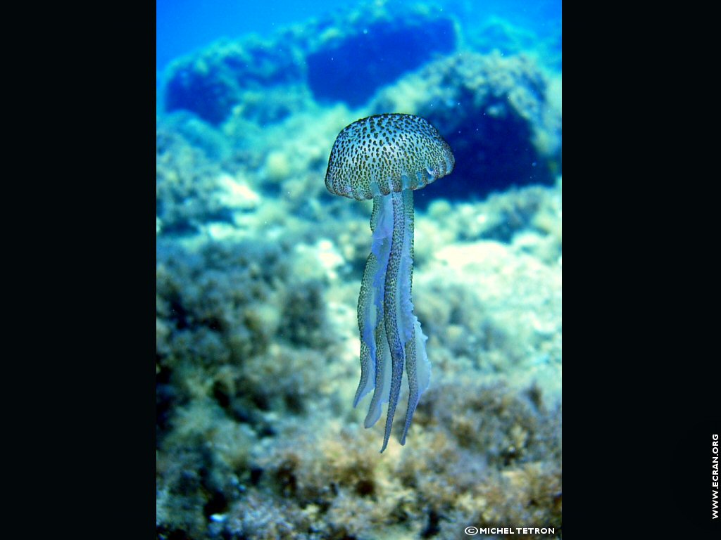 fonds d cran Plongee sous marine Espagne iles Baleares Ibiza - de Michel Tetron