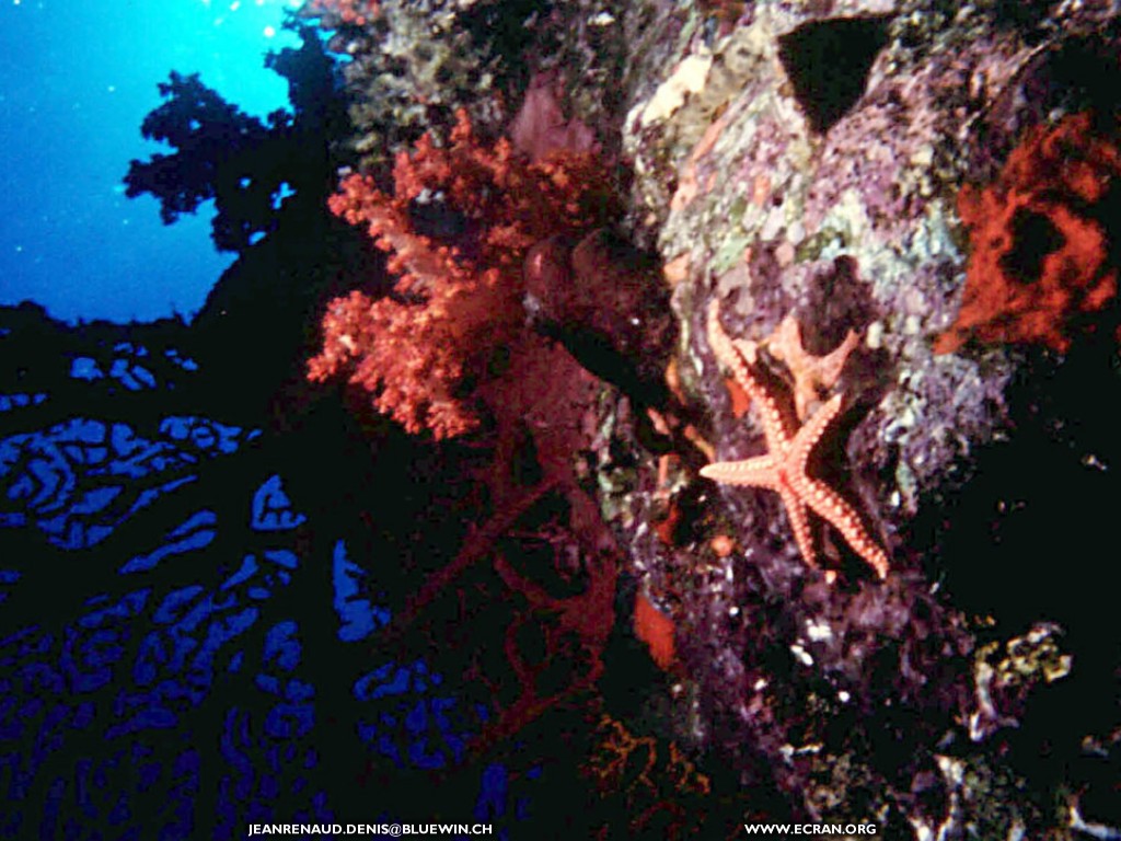 fonds d cran Asie du Sud-Ouest - Maldives - Plonge sous marine - de Denis Jeanrenaud