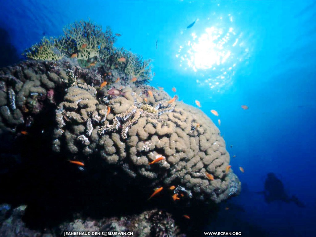 fonds d cran Asie du Sud-Ouest - Maldives - Plonge sous marine - de Denis Jeanrenaud