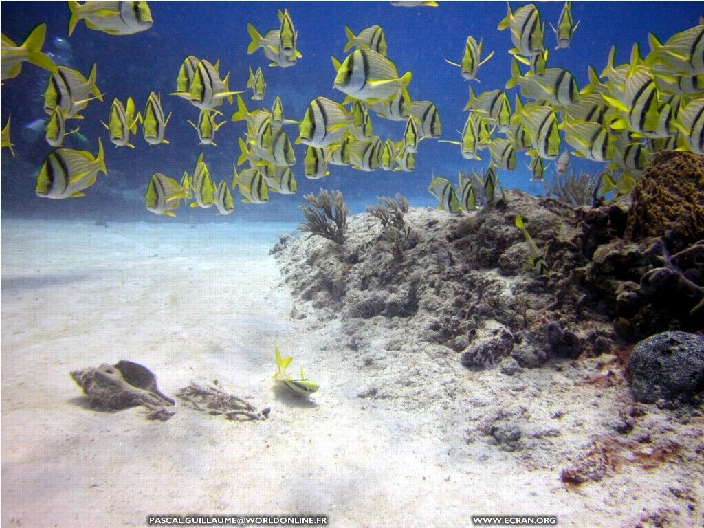 fonds d cran plongee-sous-marine-mexique - de Pascal Guillaume