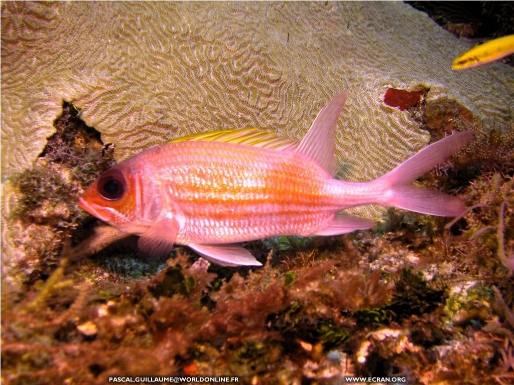 fonds d cran plongee-sous-marine-mexique - de Pascal Guillaume