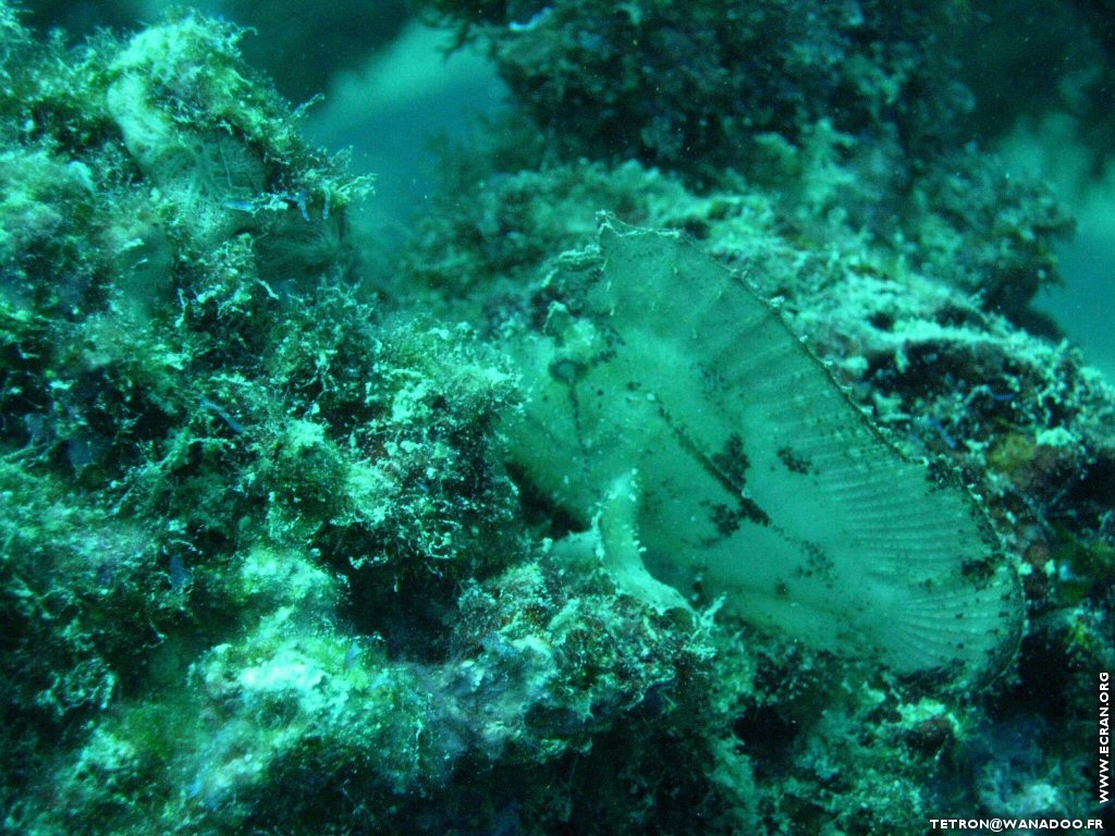fonds d cran Photographie sous-marine - Plonge sous-marine - Seychelles - Poisson & Corail - de Michel Tetron