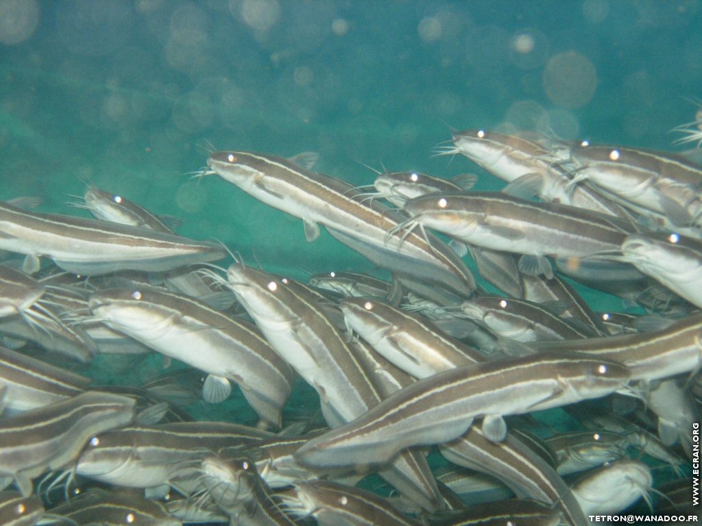 fonds d cran Photographie sous-marine - Plonge sous-marine - Seychelles - Poisson & Corail - de Michel Tetron