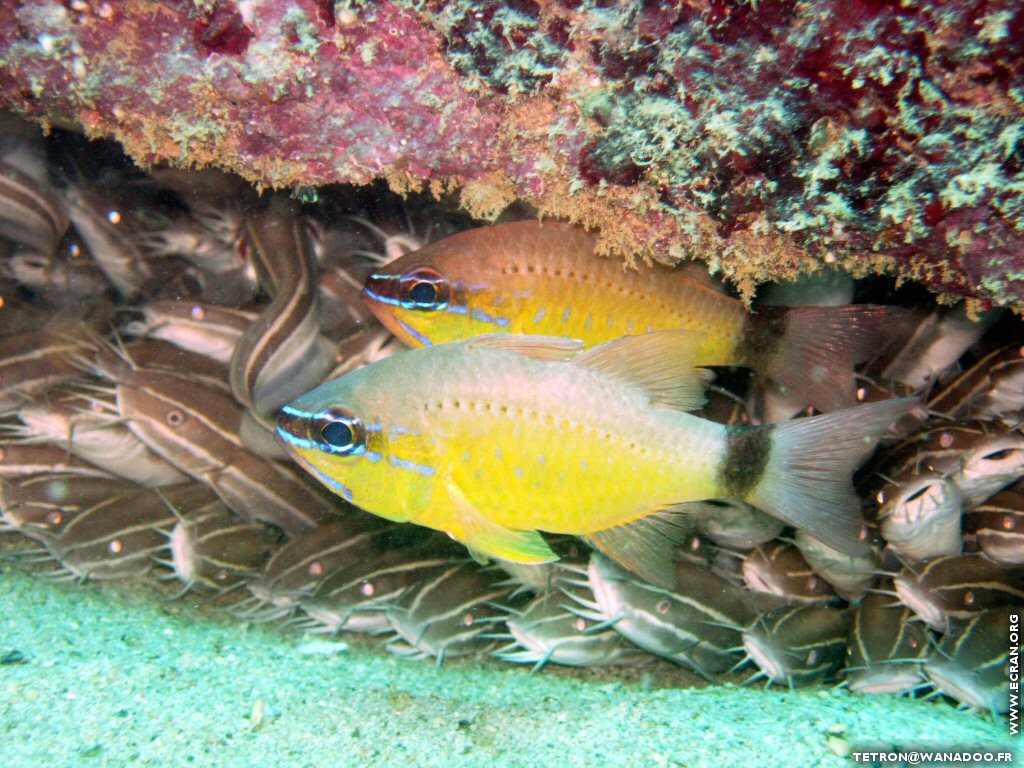 fonds d cran Photographie sous-marine - Plonge sous-marine - Seychelles - Poisson & Corail - de Michel Tetron