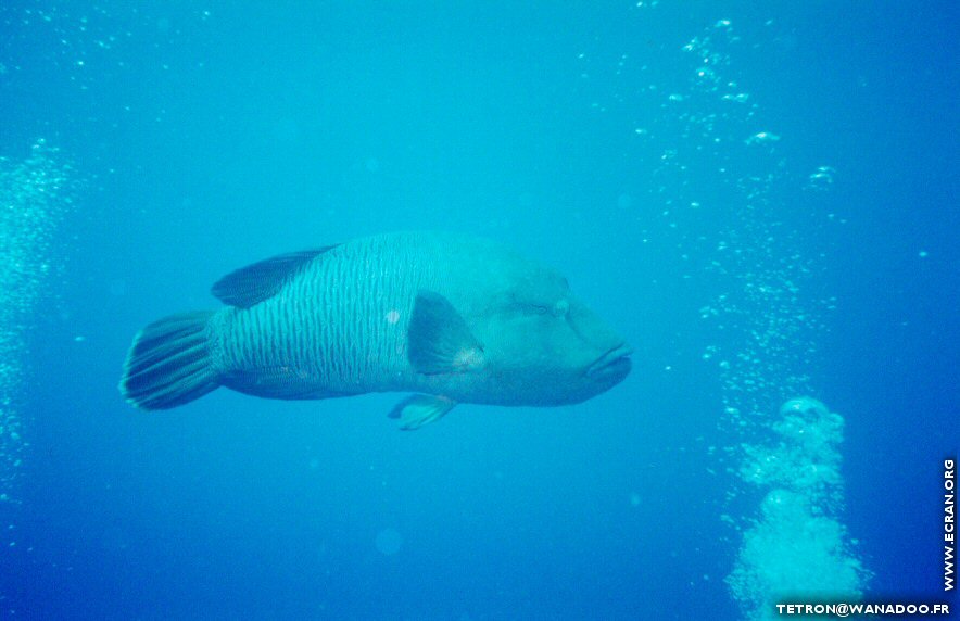 fonds d cran Photographie sous-marine - Plonge sous-marine - Seychelles - Poisson & Corail - de Michel Tetron