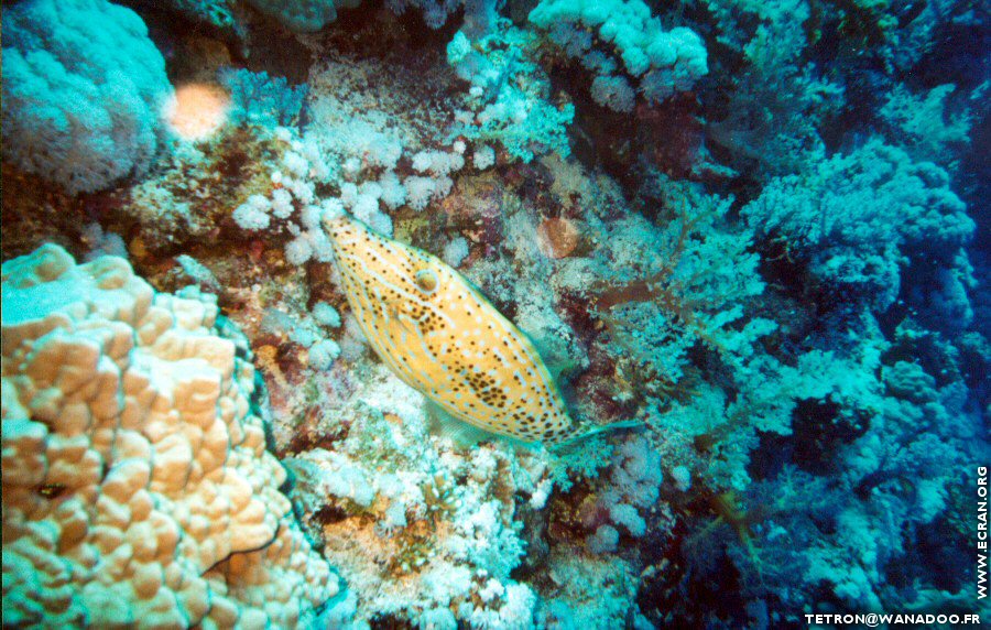 fonds d cran Photographie sous-marine - Plonge sous-marine - Seychelles - Poisson & Corail - de Michel Tetron