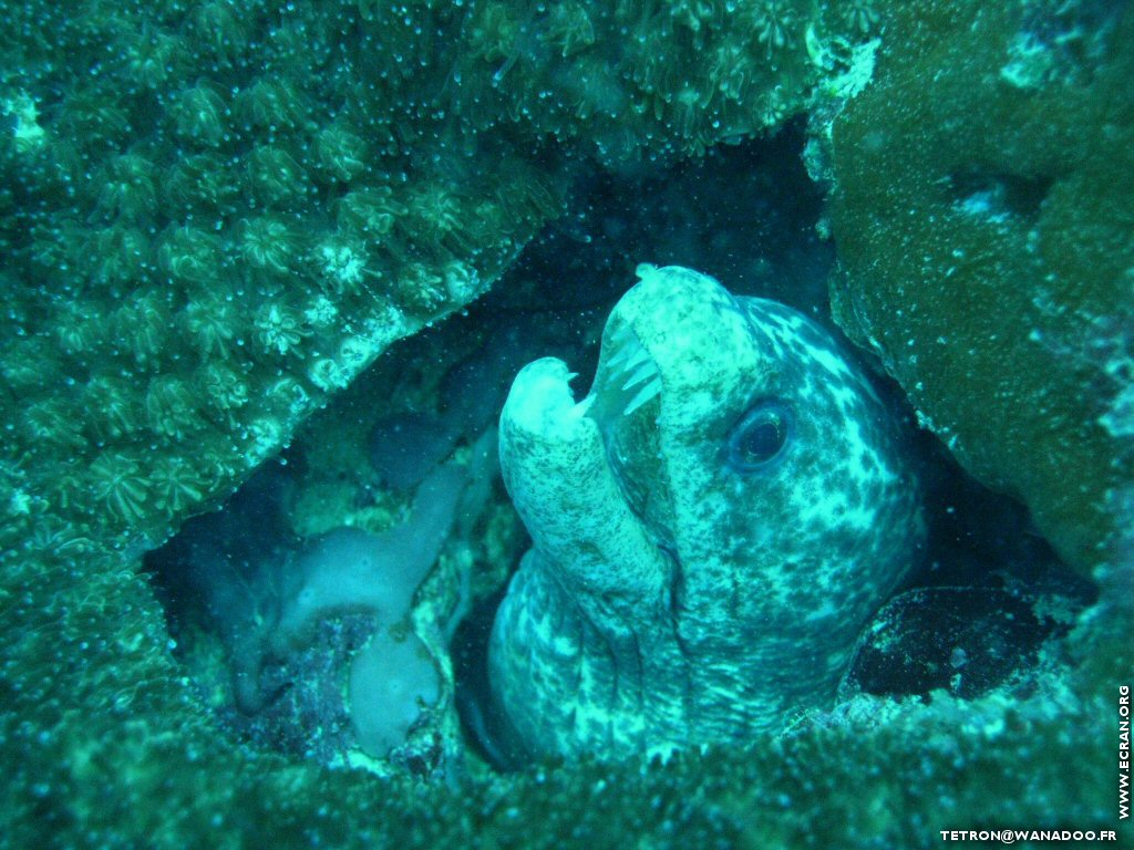 fonds d cran Photographie sous-marine - Plonge sous-marine - Seychelles - Poisson & Corail - de Michel Tetron