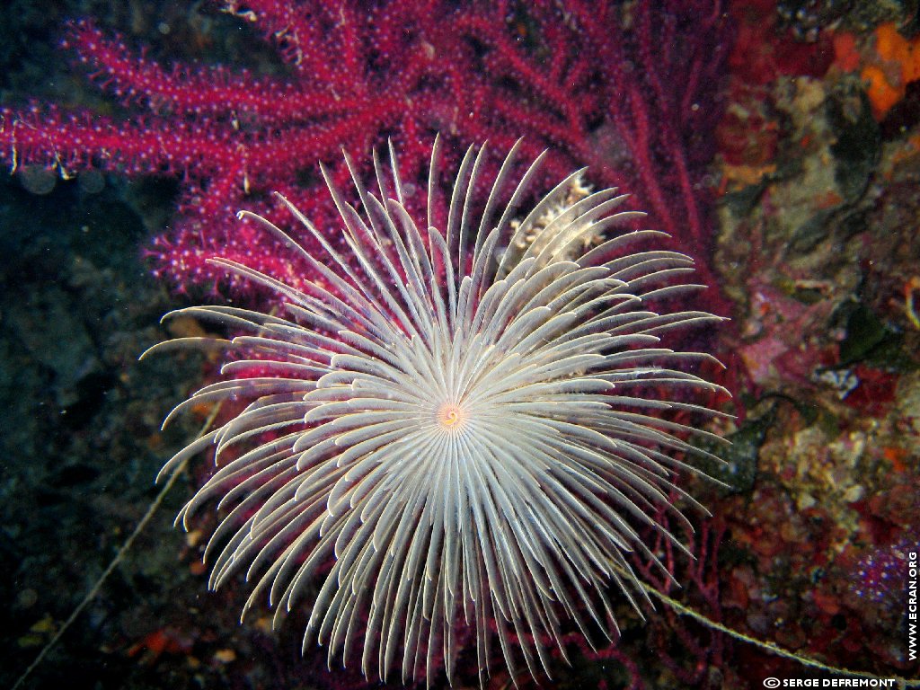 fonds d cran Plonge sous marine - de Serge Defremont