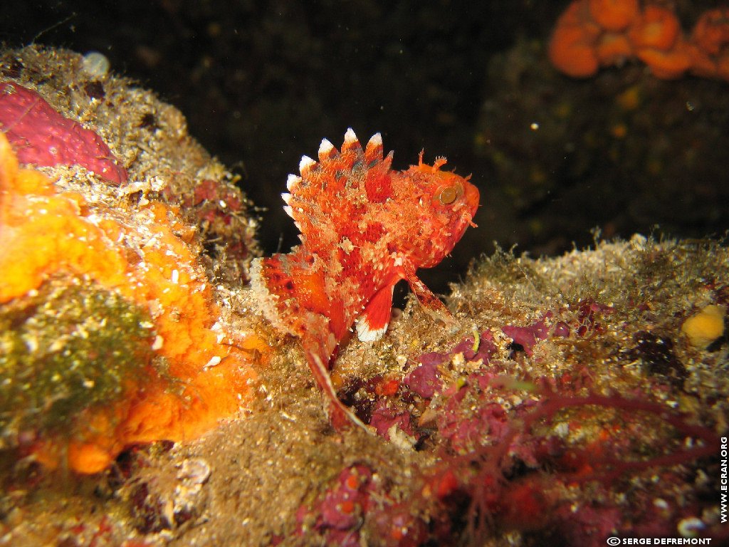 fonds d cran Plonge sous marine - de Serge Defremont