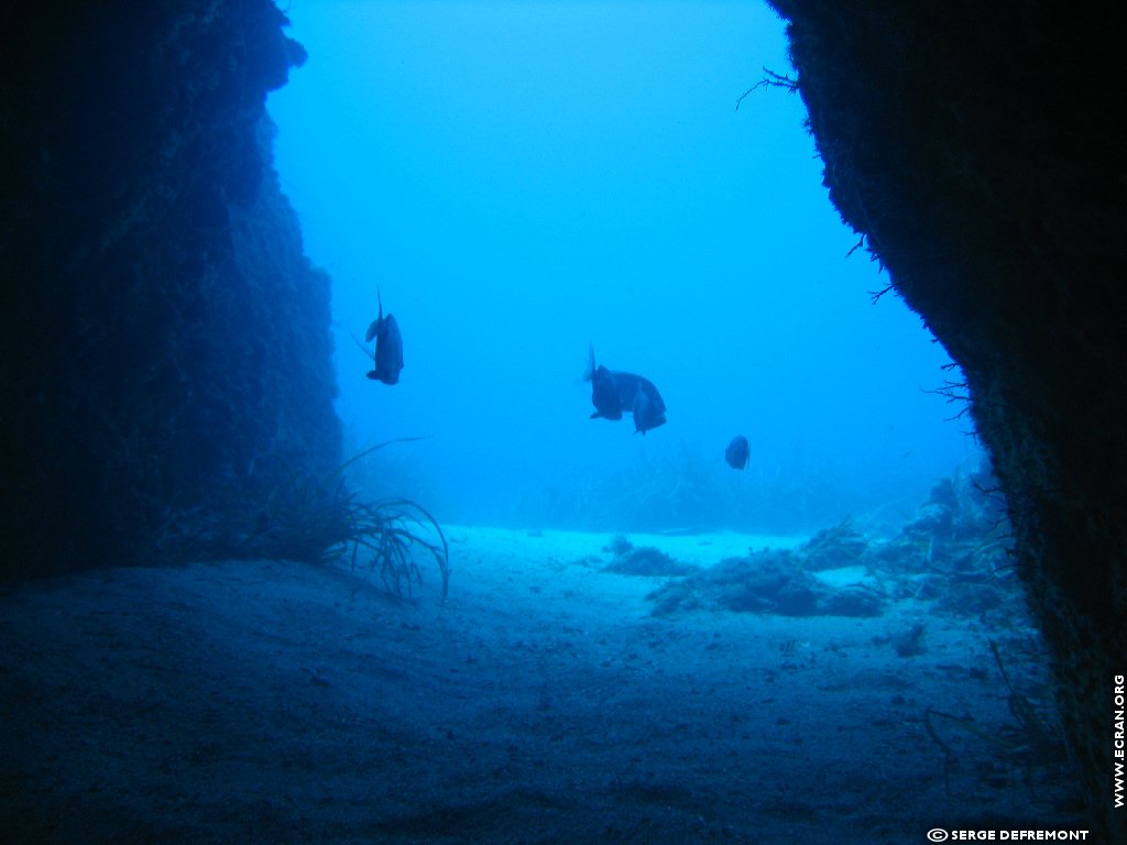 fonds d cran Plonge sous marine - de Serge Defremont