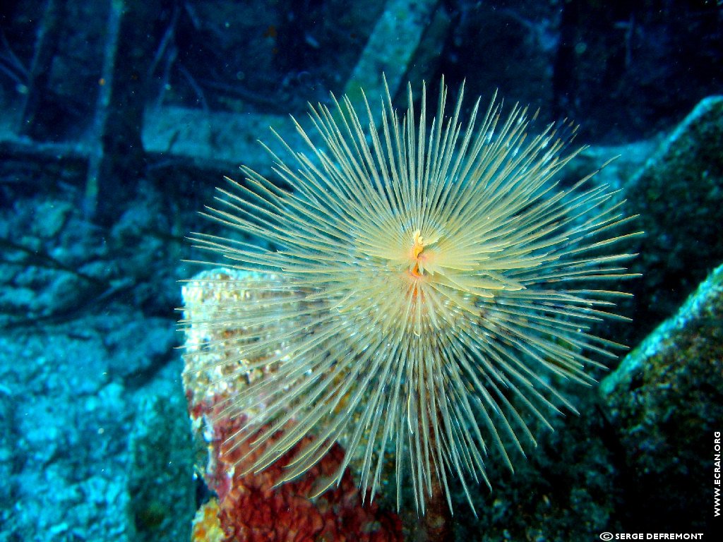 fonds d cran Plonge sous marine - de Serge Defremont