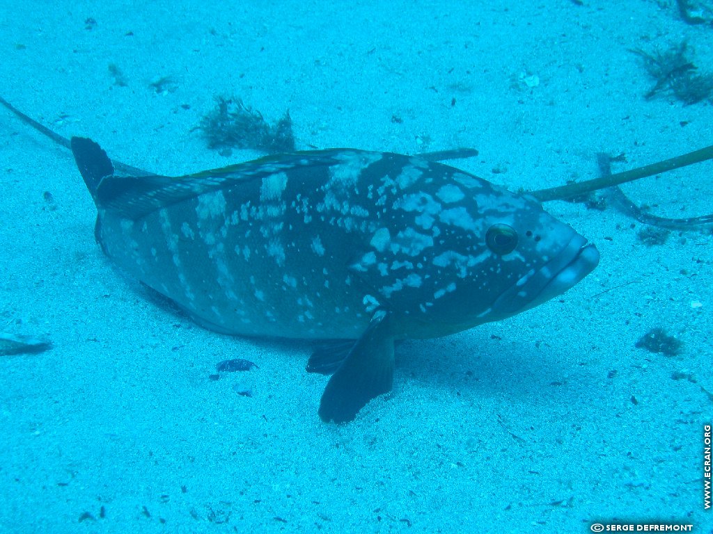 fonds d cran Plonge sous marine - de Serge Defremont