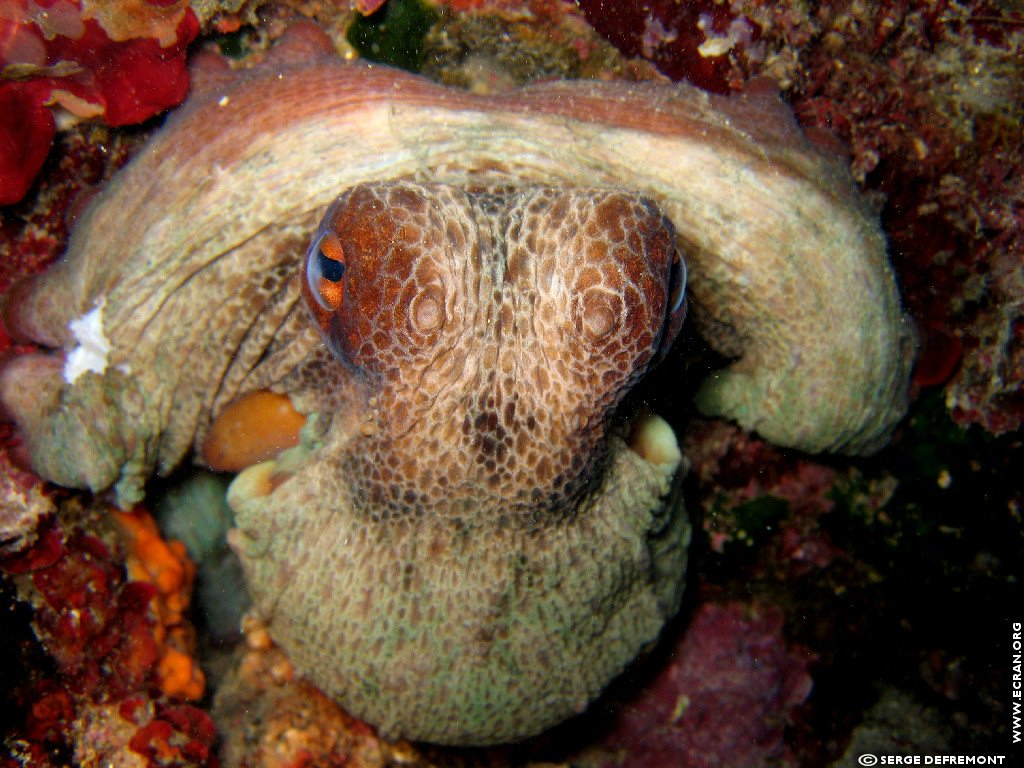 fonds d cran Plonge sous marine - de Serge Defremont