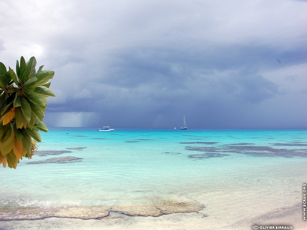 fonds d cran Atoll Fakarava - Archipel Tuamotu Polynesie Francaise - de Olivier Birraux