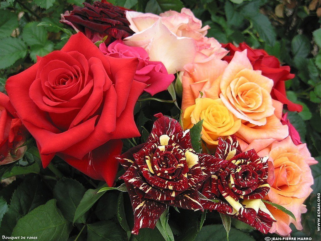 fonds d cran Cote d'azur Provence Antibes Bouquets de roses - de Jean-Pierre Marro